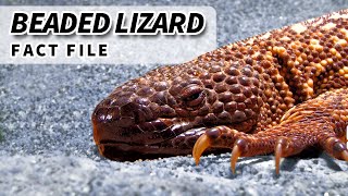 Mexican Beaded Lizard Facts VENOMOUS LIZARDS 🦎 Animal Fact Files [upl. by Lancelle]