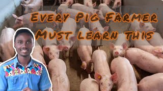 5 things you must know as a Pig farmer successfull pig farming tips [upl. by Aihcela]