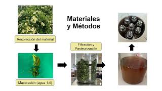 Efecto Microbicida del Mucílago de Pereskia aculeata M sobre microorganismos de Importancia [upl. by Nitsruk]