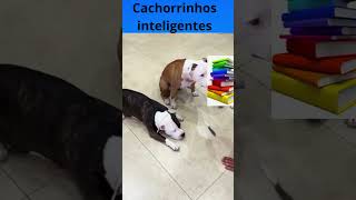 Cachorrinhos inteligentes [upl. by Isacco246]