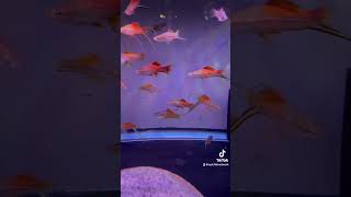 Swordtails fish fishtank aquarium tropicalfish freshwater swordtail swordtailfish nature [upl. by Chafee]