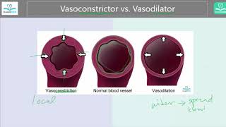 Vasoconstrictor vs Vasodilator Whats the difference [upl. by Aileno]