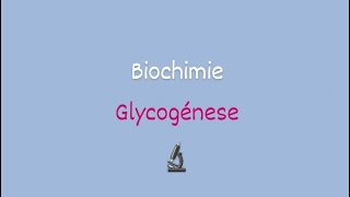 la glycogénes Biochimie approfondie [upl. by Aratnahs]