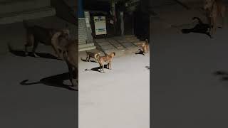 Owner amma dog tamil doglover telugu pets comedyvideos ytfunny funnyshorts harifamous [upl. by Fowle]