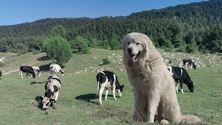 The Great Pyrenees DogFerocious Protector Dog from Pyrenean Mountains [upl. by Yenor]