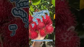 khasiat air dari buah rambutan [upl. by Noreh]