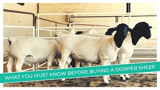 Dorper Sheep Price Revealed  Discover the Factors That Affect Prices [upl. by Alicirp]