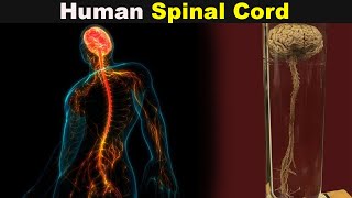 How Spinal Cord Works  Spinal Cord Structure And Function UrduHindi [upl. by Oecam]