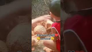 The Way of coconut shelf removal funny humor memes cocomolen shortsvideo psht coconutgrove [upl. by Ana]