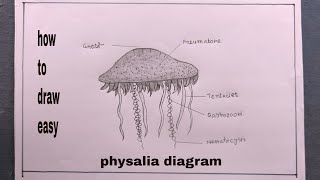 how to draw Physalia diagramPhysalia drawing [upl. by Snell435]