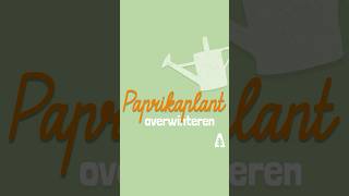 Stadstuinieren  Paprikaplant overwinteren moestuinieren winter shorts [upl. by Relyuc]