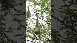 🙌 Natures Astonishing Display of Nest Building Capability By 🐦STREAKED WEAVER Ploceus manyar [upl. by Rehpotsirahc]