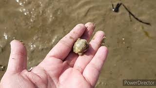 Collecting Cockles at Poole Sandbanks [upl. by Eikram63]