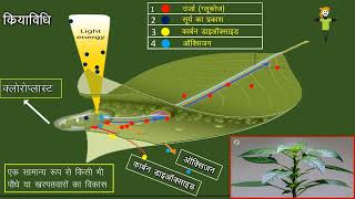 herbicide of sugarcane crop and this video is based on mode of action of tag Trin [upl. by Yecnay]