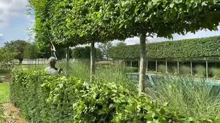 Kens Weekly Tips  18th August  Pruning a Hornbeam Hedge [upl. by Ziul]