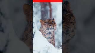 the amur leopard [upl. by Ikcim]