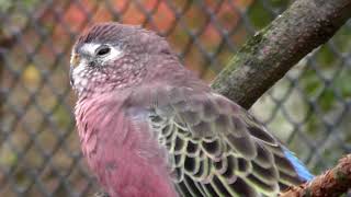 Bourkes Parrot [upl. by Einahpets293]