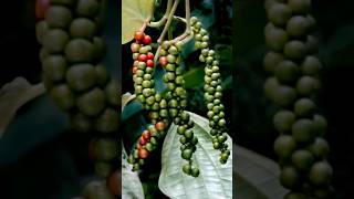 Black Pepper Plant shortvideo [upl. by Bower]