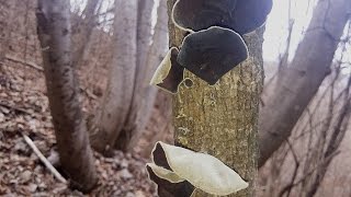 quot오독오독quot 독특한 식감을 자랑하는 버섯 털목이버섯우리산야의 식용버섯 털목이 Auricularia polytricha アラゲキクラゲ [upl. by Munafo]