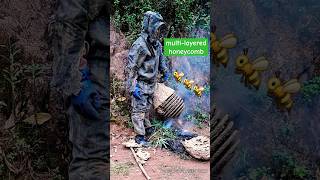 Giant multilayered wasp nest  Tropical Forest Bees honey [upl. by Devaj767]