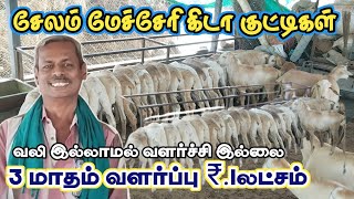 ஆடு வளர்ப்பில் இதுதான் உண்மை  சேலம் மேச்சேரி கிடாய் வளர்ப்பில் சாதித்த விவசாயி [upl. by Ethelind]