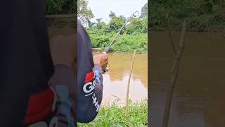 IKAN BAUNG KUNING❗ mancingikanbaungdisungai mancing ikanbaung baungsungai catfish shorts fish [upl. by Keri]