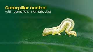 Effective caterpillar control in your greenhouse [upl. by Airbmac451]