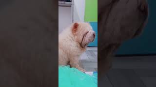 CHOW CHOW BABIES🐕🐶 chowchowlove puppy doglover [upl. by Toffic]