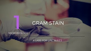 Gram Stain [upl. by Kopp884]