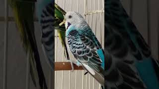 beak keratoacanthoma Hyperkeratosis budgerigar male like a duck he is healthy amp lovely budgie [upl. by Nyre]