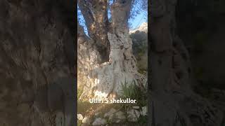 Skanderbeg Olive tree [upl. by Flemings]