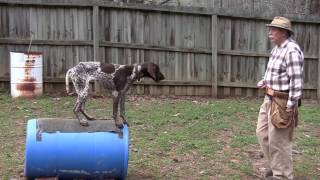 Positive Gun Dog Training Molly  Barrel Placement Training for Whoa and Steady  3 1 17 [upl. by Akin277]