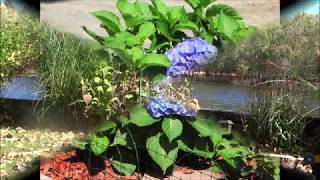 Getting Hydrangea macrophylla big leaf hydrangea ready for the winter season [upl. by Essie314]