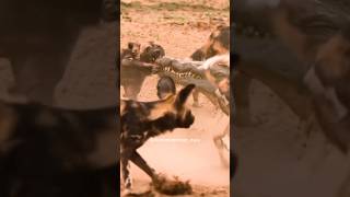 Perro salvaje es capturado por cocodrilo 😧  shorts animals wildanimals [upl. by Atinra]