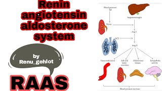 Renin angiotensin aldosterone system RAAS [upl. by Pastelki]