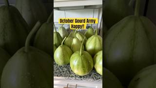 October Gourd Army Drop the comment if you want seeds satviklifestyle vegetablegardening [upl. by Kassaraba202]