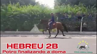 HEBREU 2Bmangalargamachadormangalargadobrasilmangalargadeeliteviralvideo [upl. by Oileve]