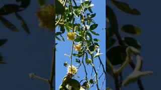 Manila Tamarind Or Camachile Volunteer Tree Organic amp Medicinal At My Garden [upl. by Giaimo]