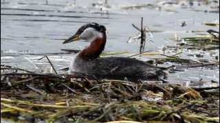 Rare views Gorgeous Red Necked Grebes Building a Nest Alaska [upl. by Jandy]