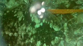 Norway halibutflatfish fishing  underwater camera lands on fish [upl. by Eissirhc]