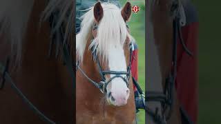 Horse riding in Gudbrandsdalen [upl. by Moscow]