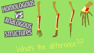 Homologous Structures vs Analogous Structures  Key Differences [upl. by Oigufer]