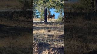 Big mule buck roaming in front of our house muledeer archery hunting buck [upl. by Eiddam]