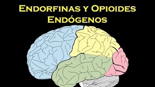 Endorfinas y opioides endógenos [upl. by Ahselrak]