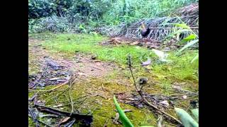 Ayam Hutan pikat betina 13 [upl. by Garvy]