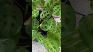 Calathea Maranta Leuconeura var Kerchoveana [upl. by Terence]