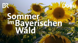 Der Bayerische Wald im Sommer Uralte Bäume böhmische Grenze  Heimat  Doku  BR [upl. by Leay957]