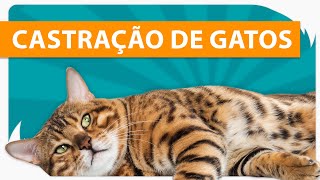 CASTRAÇÃO DE GATOS  POR QUE CASTRAR GATOS 🐱 [upl. by Iuq878]