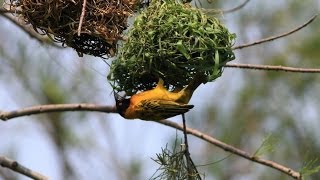 Village Weaver [upl. by Acirahs]