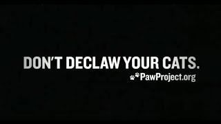 quotHumane Please Dont Declaw Your Catsquot  AntiDeclaw PSA [upl. by Laural386]